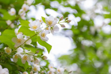 Bahar arka plan. Baharda çiçek açan elma ağacı ile yağmur damlaları.