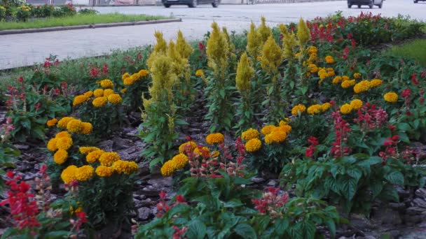 Ein Blumenbeet Mit Sommerblumen Autos Fahren Die Straße Entlang Die — Stockvideo