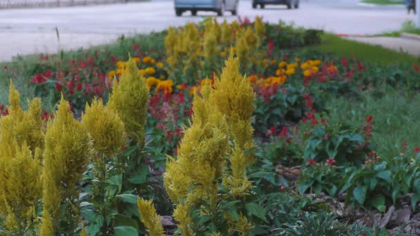 Una Cama Flores Con Flores Verano Los Coches Conducen Por — Vídeo de stock