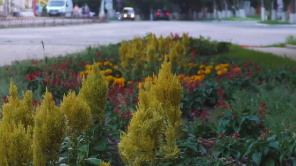有夏天花朵的花床 汽车沿着大路行驶 人们走在人行道上 小镇街道 — 图库视频影像