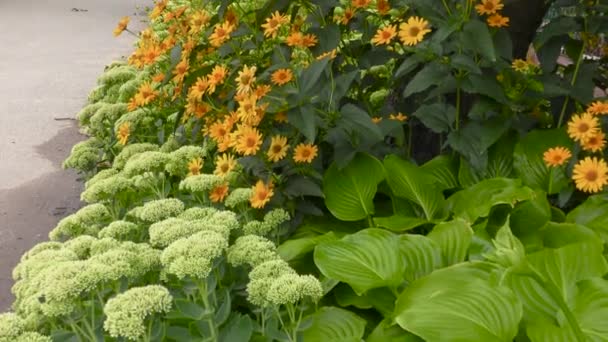 Movimiento Cámara Viento Macizo Flores Con Flores Blancas Amarillas Rollo — Vídeos de Stock