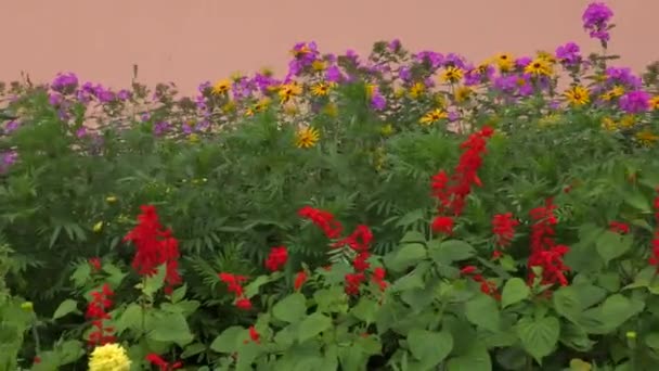 Ein Blumenbeet Mit Blumen Verschiedenen Farben Und Schattierungen Vor Dem — Stockvideo