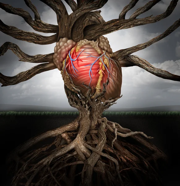 İnsan Kalp Sağlığı Kavramı — Stok fotoğraf