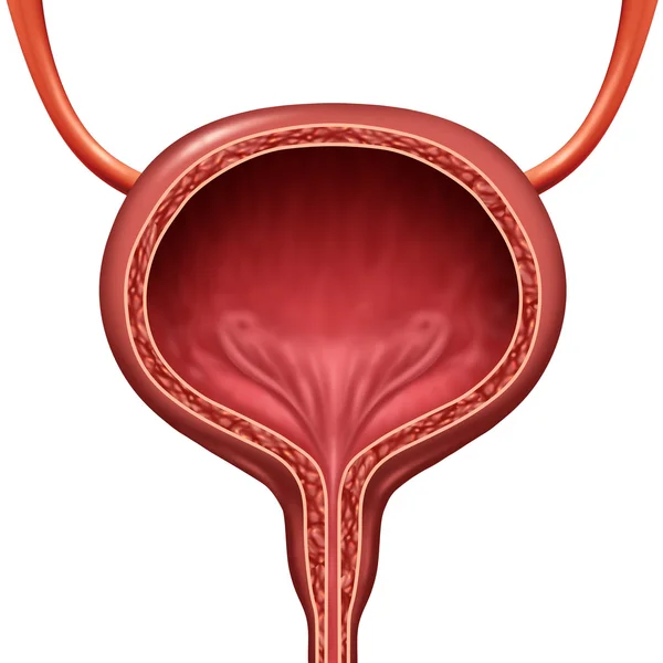 Human Urinary Bladder — Stock Photo, Image
