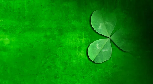 聖パトリックの日のシンボルとして3つの葉のクローバーの背景としての緑のシャーロックと3Dレンダリングでアイルランドの伝統的なお祝いの季節の春のアイコン — ストック写真