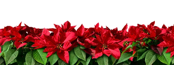 作为红色和绿色圣诞花卉横向元素的盆景边框设计 就像来自中美洲和墨西哥的花卉 代表了节日传统的寒假背景 — 图库照片