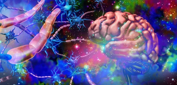 Неврологія Нервової Системи Концепція Анатомії Клітин Нервових Клітин Мозку Символ — стокове фото