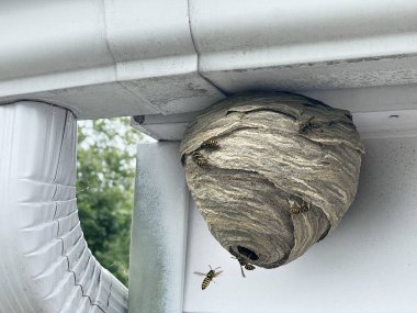 Wasp nest attached to home outdoor wall and roof as a gray paper colony of yellow jacket hornets as insects flying in and out of the natural structure. clipart