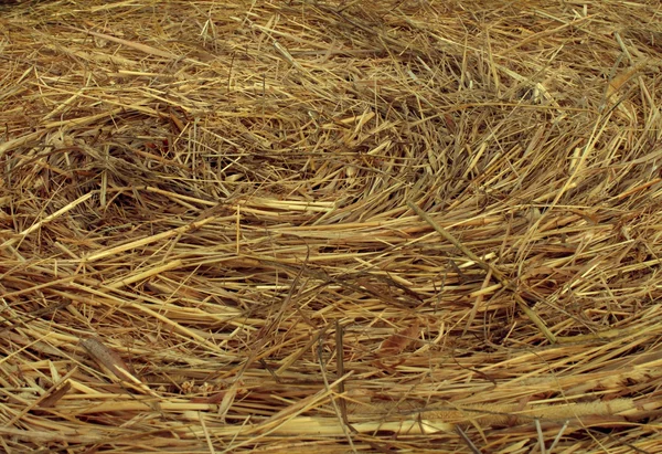 Hay Circular Texture — Stock Photo, Image