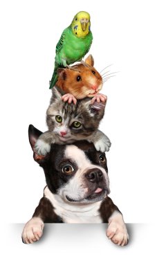 Картина, постер, плакат, фотообои "группа домашних животных", артикул 55984829