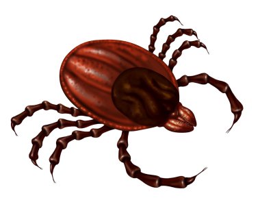 Tick Insect clipart