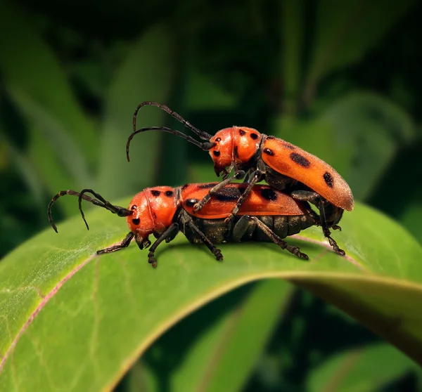 Sexe dans la nature — Photo