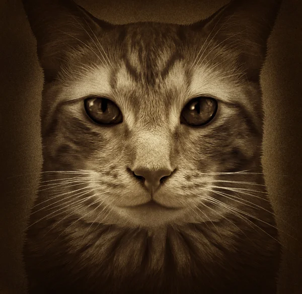 Grunge gato —  Fotos de Stock