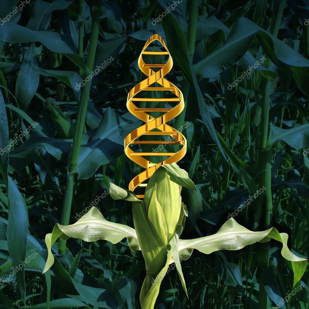 Genetically Modified Crops Stock Photo Lightsource 77876330 genetically-modified-crops-stock-photo-lightsource-77876330