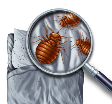 Bed Bug Infestation clipart
