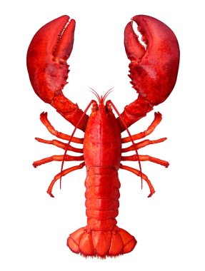 Lobster Isolated  clipart