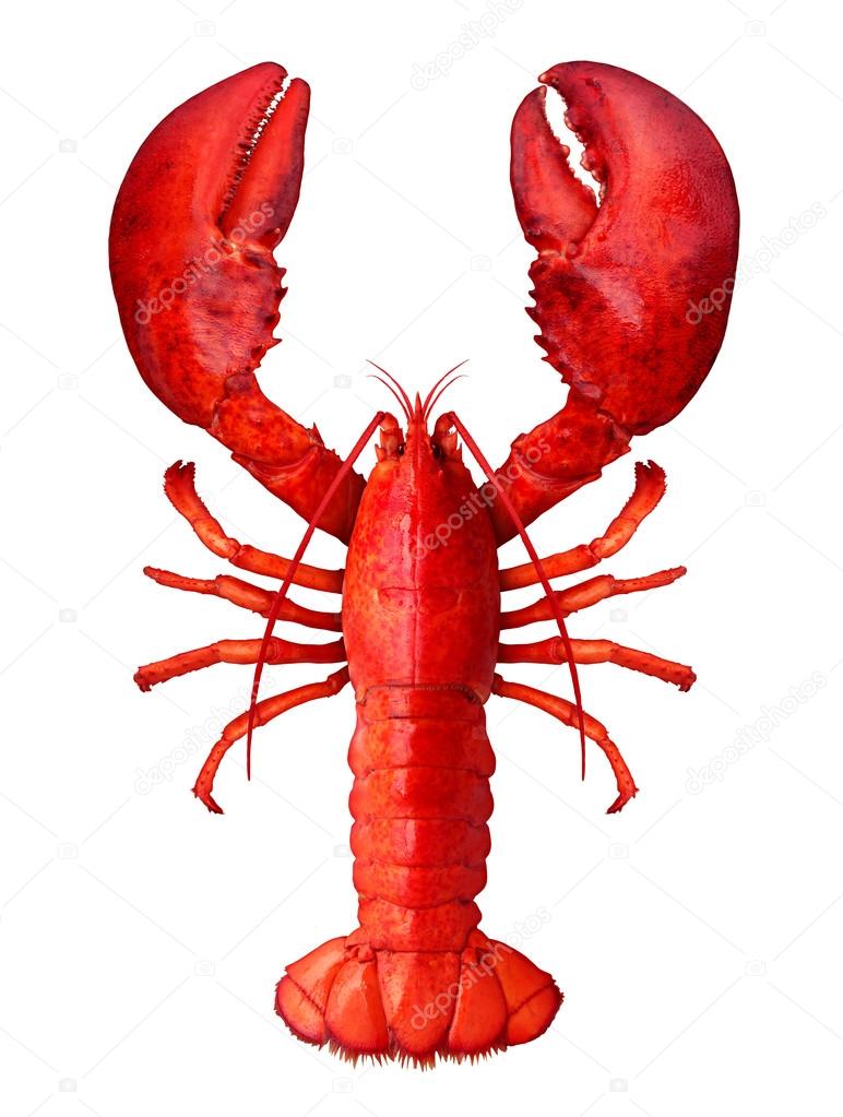 Lobster Isolated Stock Photo by ©lightsource 80972038