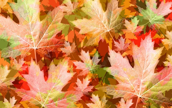 Conceito de folha de outono — Fotografia de Stock