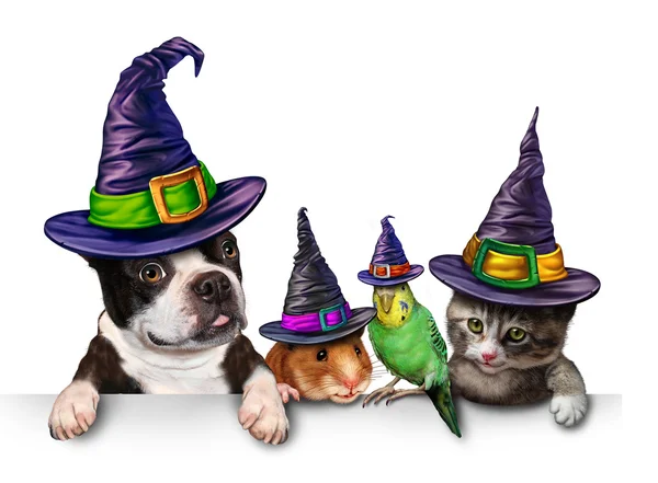 Halloween Pet grou — Stockfoto