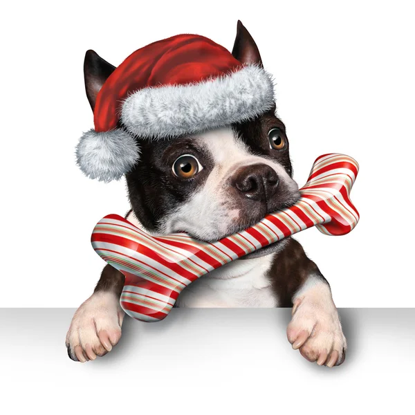 Natal Holiday Dog — Fotografia de Stock