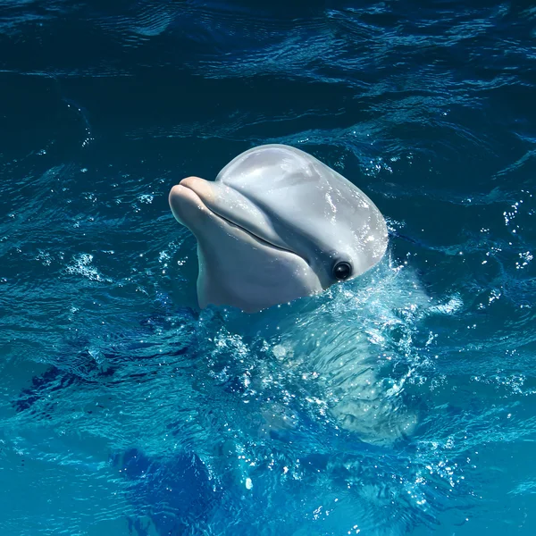 Delfinkopf aus dem Wasser — Stockfoto