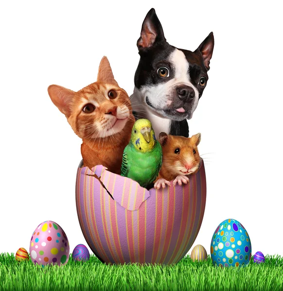 Easter Pets Symbol — Stock Photo, Image