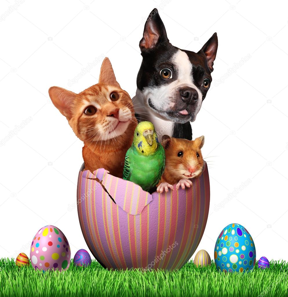 Easter Pets Symbol — Stock Photo © lightsource 96177086
