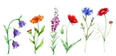  Suluboya çiçekleri beyaza saçılmış. BlueBell, çan çiçeği, kırmızı haşhaş, mavi çiçek, çiçek açan Sally. Çiçek açan kır çiçekleri. El çizimi..