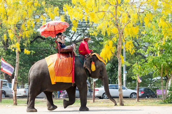 Människor ridning elefant Stockbild