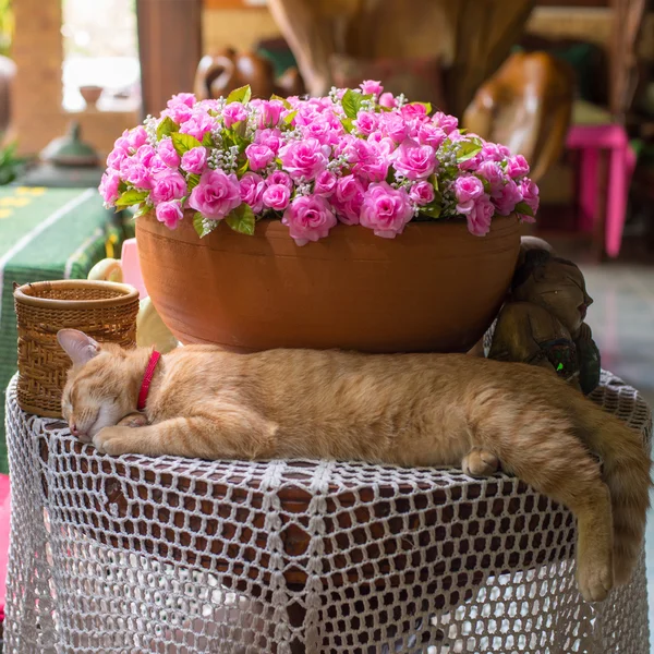 Katten tar en tupplur på eftermiddagen — Stockfoto