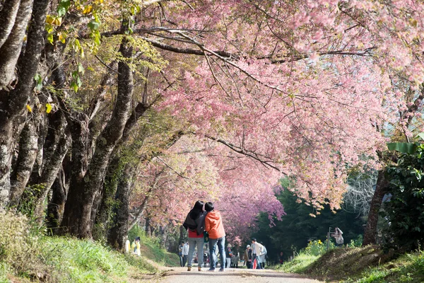 Sakura blommor blomma i Thailand Stockfoto