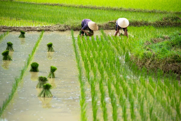 Rýže přesazení ve Vietnamu — Stock fotografie