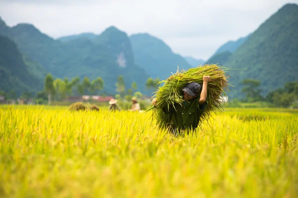 Rice harvesting in Vietnam — Stock Photo, Image