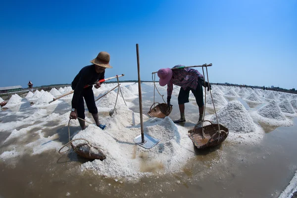 Çiftçiler hazır hasat tuz toplama