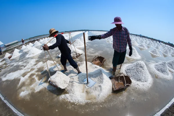 Çiftçiler hazır hasat tuz toplama