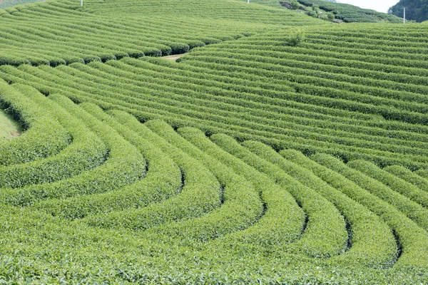 Čajové plantáže ve Vietnamu — Stock fotografie