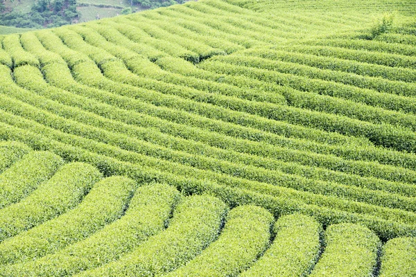 Tea plantation in Vietnam — Stock Photo, Image