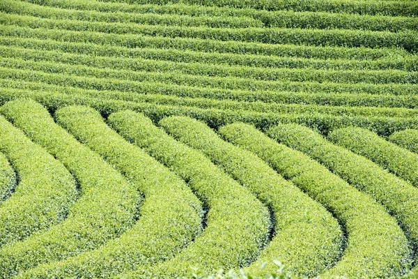 Plantação de chá em vietnam — Fotografia de Stock