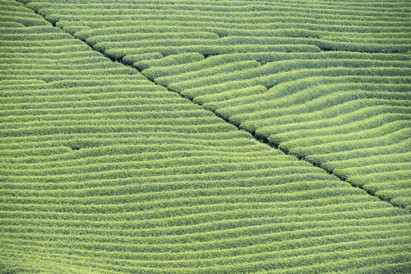 Чайна плантація у В'єтнамі — стокове фото