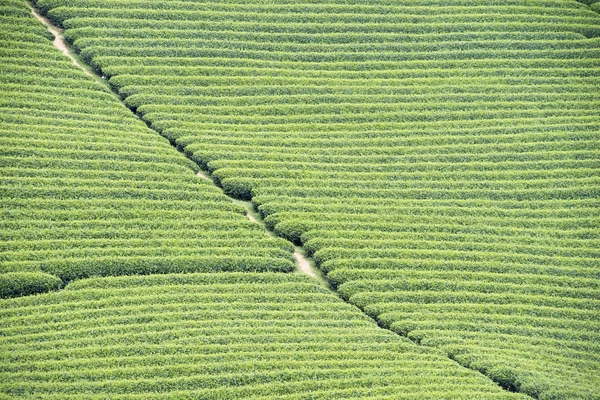 Чайная плантация во Вьетнаме — стоковое фото