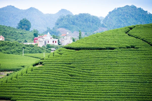 在越南的茶叶种植园 — 图库照片