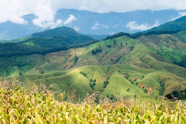 Piste Collinari Piantate Con Riso Mais Thailandia — Foto Stock