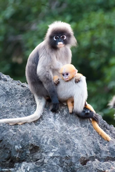 Moeder Baby Dusky Leaf Monkeys — Stockfoto