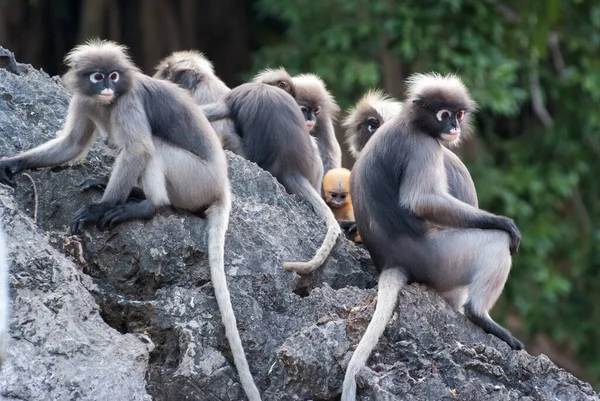 Familieleden Van Dusky Leaf Monkeys — Stockfoto