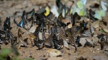 Bir grup kelebek yerde kendilerini besliyorlar.