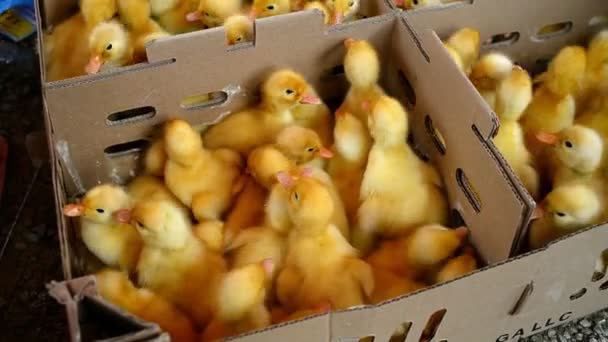 Ducklings Een Doos Klaar Voor Verkoop Een Markt Vietnam — Stockvideo