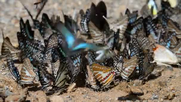 Groupe Papillons Nourrissant Sol — Video