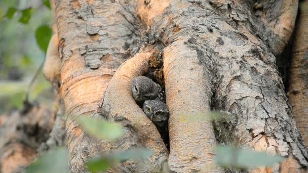 Due Gufi Maculati Nidificano Buco Albero — Video Stock