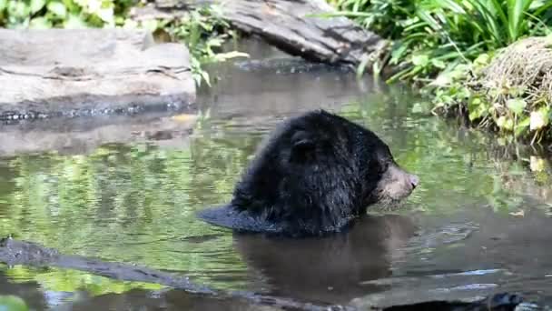 Beruang Hitam Asia Kebun Binatang — Stok Video