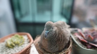 Kumrular yumurtalarının üzerinde düşüncelere dalar.